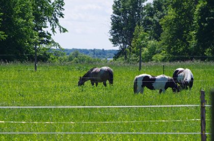 Quand l'herbe est tellement longue qu'on perd les chevaux dedans...