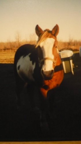 Souvenir d'un cheval (Mustang)