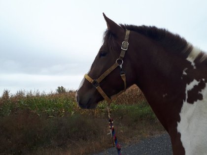 Billy la pouliche d'une vie <3
