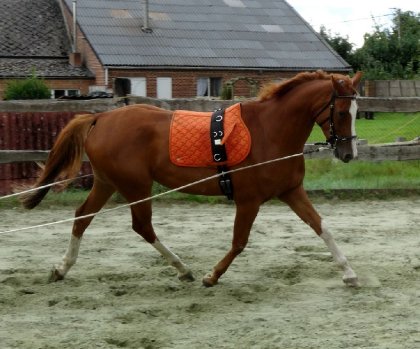 photo par Myhorsez