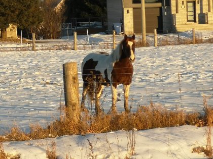 Notre beau Cowboy! 