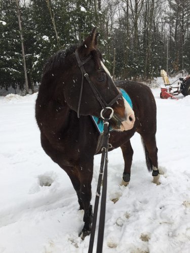 Poney des Neiges