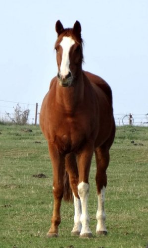 photo par Myhorsez