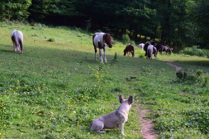 Poneys sous haute surveillance !