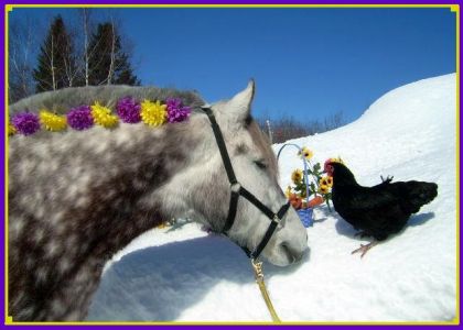 Silver aimerait bien savoir si sa poule va lui donner son oeuf...