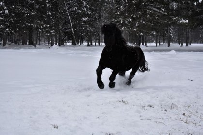 umbrella dans la neige