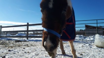 2 semaines que mon bébé est enfin arrivé à Gatineau, un poulain...