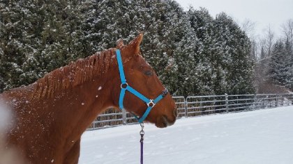 Cowgirl dans la neige, janvier 2019