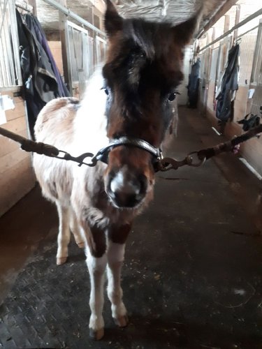 Mon bb cheval sur les chaînes comme un grand garçon avec son...
