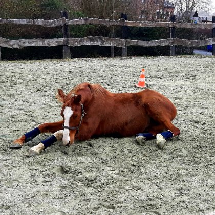 Petit bain de sable après la séance de longe 