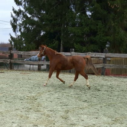 photo par Myhorsez