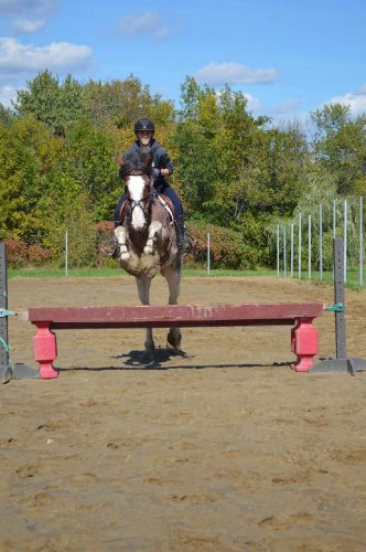 Gaïa, jument Clydesdale de 7 ans! 