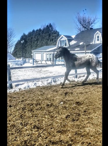 photo par Miss.Horse