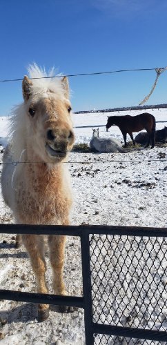 photo par Miss.Horse
