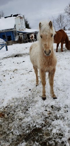 photo par Miss.Horse
