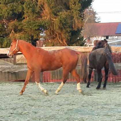 photo par Myhorsez