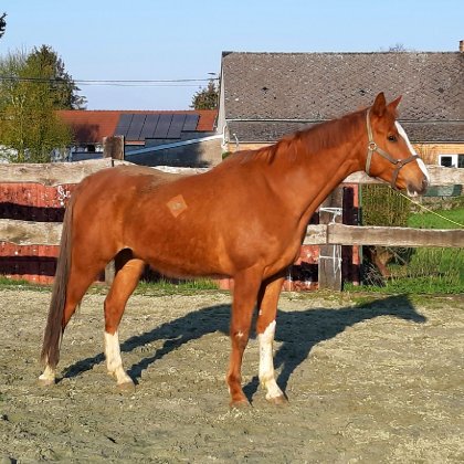 photo par Myhorsez