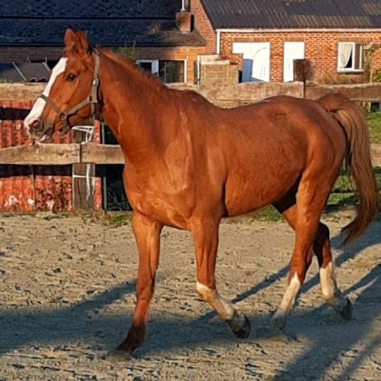 photo par Myhorsez