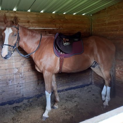 photo par Myhorsez