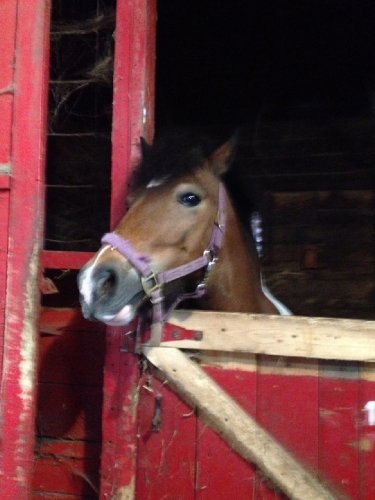 mon poney Patapouf il n'est pa (patapouf)