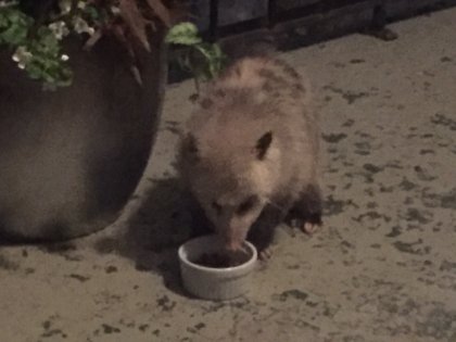 il y a un opossum sur ma galerie!