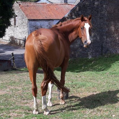 photo par Myhorsez