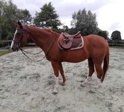 photo par Myhorsez