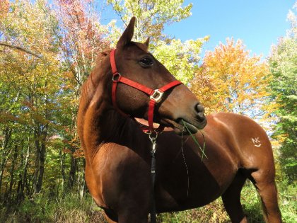 Couleurs d'automne <3 