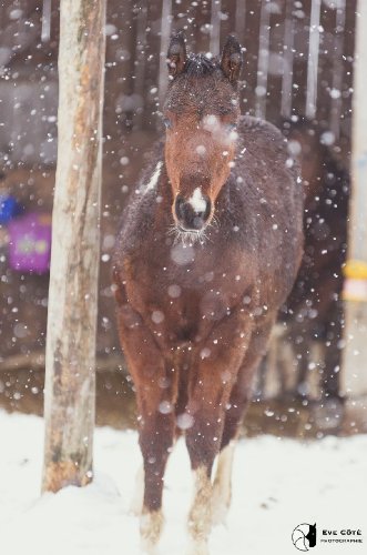 Sony 1ere neige