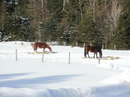 Chevaux et chevreuils