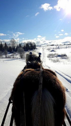 Peanut à l'attelage cet hiver!