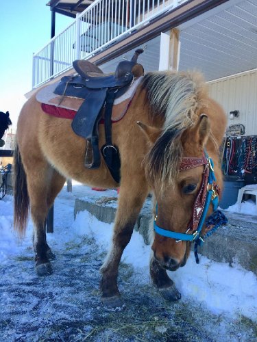 Denver poulain de 2 ans