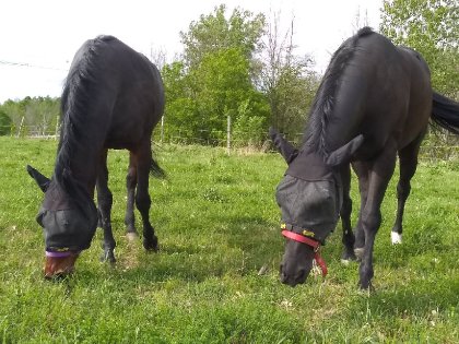 Emjy et Shadow qui se régalent.