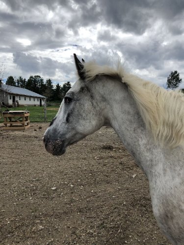 Tête d'un cheval appoloosa vu de profil