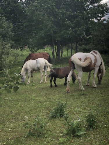 Plusieurs chevaux, hongre, jument et poney broutent de l'herbe au pré
