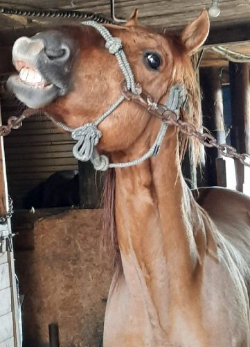 Un cheval fait un sourire