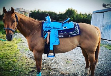 Cheval avec selle western bleu poudre