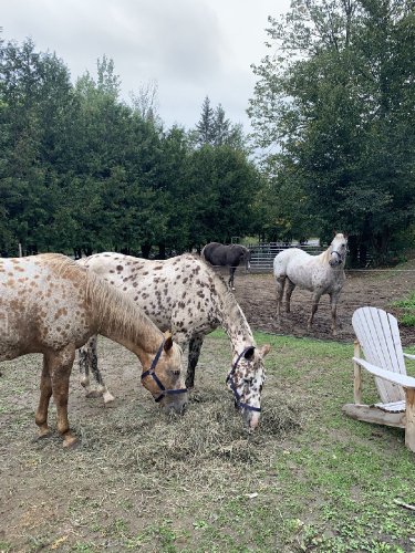 Chevaux tachetés qui mangent du foin dans un enclos extérieur