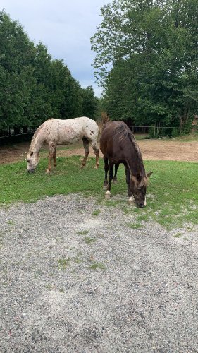Deux chevaux broutant de l'herbe dans un enclos