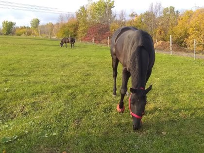 Shadow et Emjy