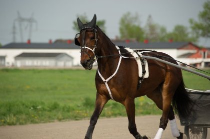 Cheval attelé pour la course