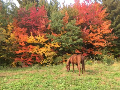 Cheval broutant de l'herbe devant des érables avec ayant des feuilles colorées à l'automne