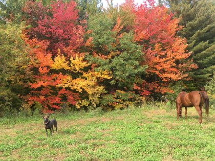 Paysage automnal avec un chien et un cheval