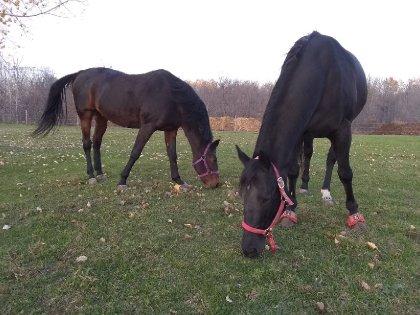Shadow et Emjy