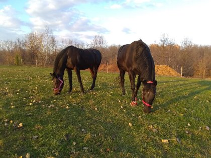 Shadow et Emjy