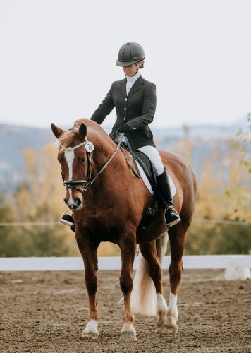 Sur Brazile au dernier concours de la saison 2020. 18 octobre...