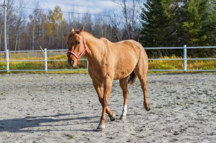 Cheval en liberté dans un manège extérieur