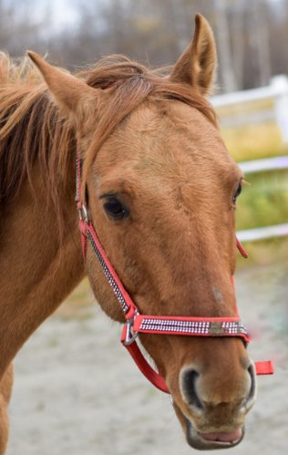 Portrait de la tête d'un cheval portant un licou