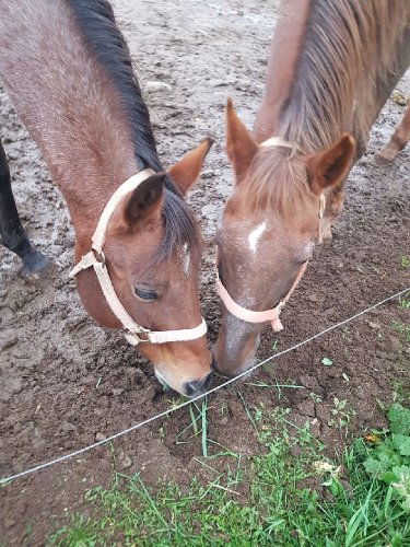 Deux chevaux qui mangent le même brin d'herbe