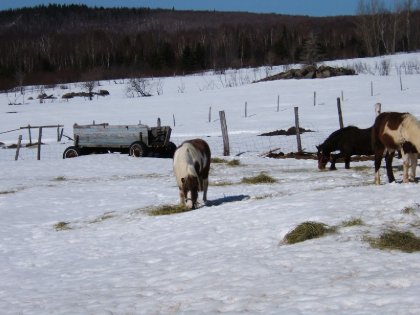 les poneys